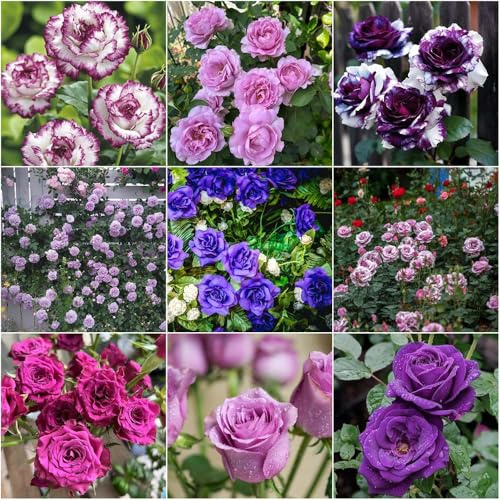 Rosas moradas resistentes - semillas semillas de silvestres de rosa sombra resistentes decoración balcón balcón silvestres 50pcs