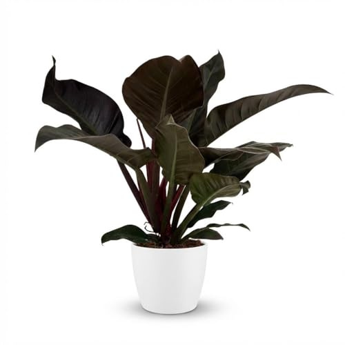 Philodendron - Philodendron Imperial Red - Röd - Låg skötsel - med Potter White - 50-60cm - Ø19cm - Krukväxt - Vintergrön
