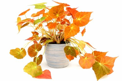 POWERS TO FLOWERS - BEGONIA REX AUTUMN EMBER, IN VASO CERAMICA AFRICA, VASO 13 CM DIAMETRO, pianta vera