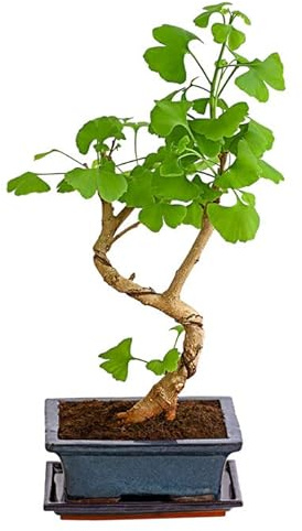 Bonsái Natural de Ginkgo Biloba Árbol de Exterior o Interior