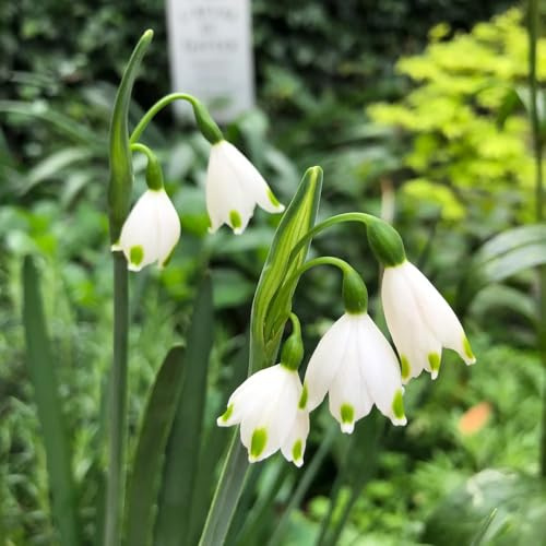 acquistare le bulbi di marzo, Leucojum vernum, I bulbi da sono resistenti bulbi fresche esotiche resistenti le da giardino roccioso sono resistenti 12pcs