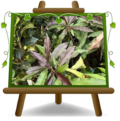 Melocotón enano de hoja roja, planta frutal en maceta de 26 cm, planta alta 80-100 cm, 4 años