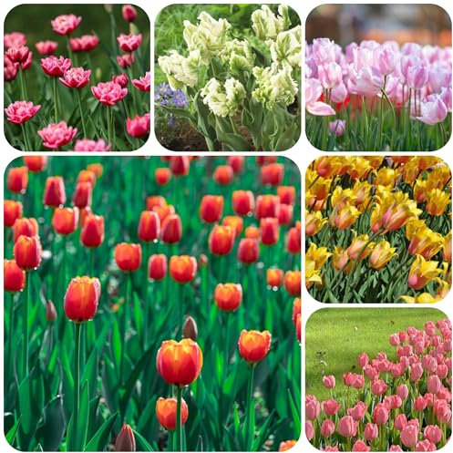 tulpen zwiebeln, tulpenzwiebeln winterhart mehrjährig Blumen zwiebel KüBelpflanzen Blumenzwiebeln topf pflanze frühblüher Exotische Pflanzen Stauden tulpenzwiebel Balkonpflanzen 10pcs