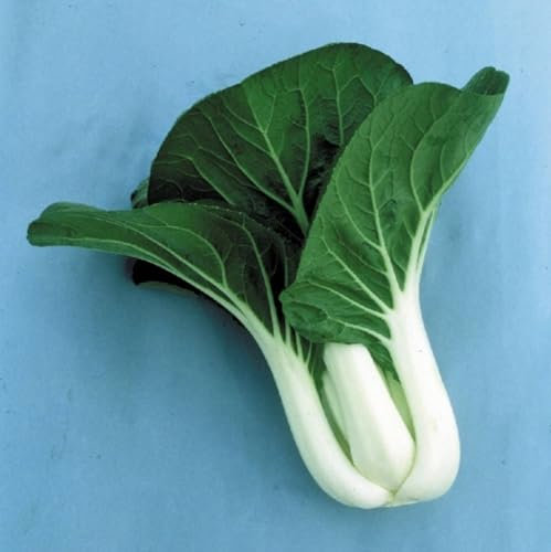 1 Pack of 125 SEEEDS Pak Choi - Joi Choi F1