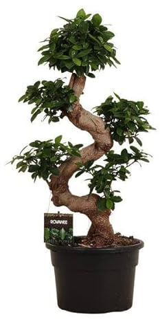 Higo chino Ficus Microcarpa Ginseng Zimmerbonsai aprox. Ø27 cm aprox. 80