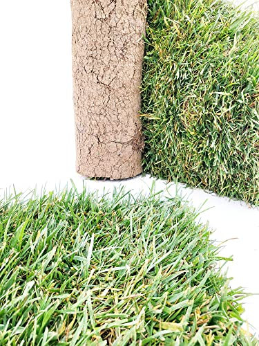 POWERS TO FLOWERS - PRATO A ROTOLI, ERBA A ROTOLO VERA, ERBA DA GIARDINO, 5 ROTOLI DA 40cm x 123cm, pianta vera