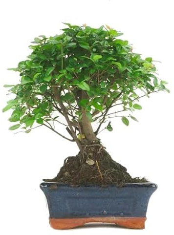 Bonsái de Zanthoxylum Piperitum Natural Árbol para el Interior o el Exterior del Hogar