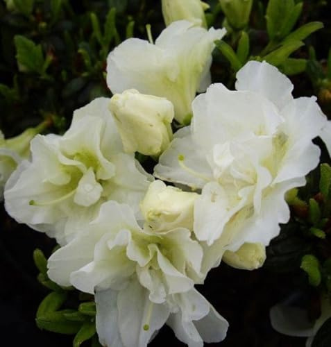 Japanische Azalee Rhododendron obtusum 'Schneeperle' 15-20 cm Alpenrose weiß