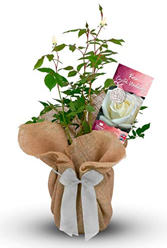 Carbeth Plants Crystal Wedding Rose Bush Gift Wrapped in 3L Pot - 15th Wedding White Anniversary Rose - Present Idea for Anniversaries & Special Occasions