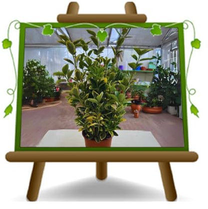 EURO PLANTS VIVAI Euonymus Japonicus Elegant Aureus Plante de haie basse - sur pot de 17 cm - Hauteur 30 cm