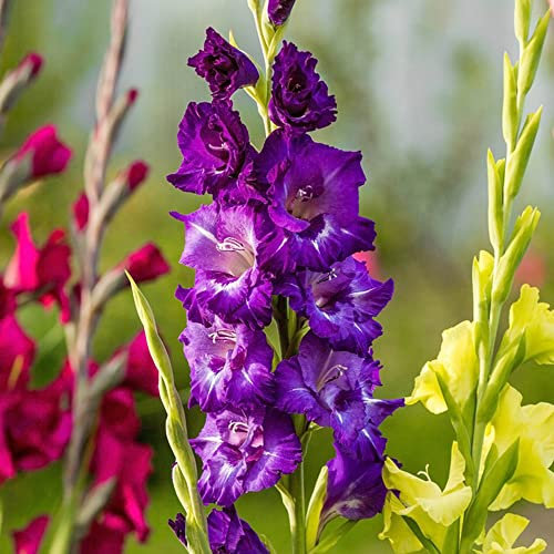 BRKENT Gladiolen Winterhart Blumenzwiebeln Violett 10 Stück Balkon Deko Blumen Exotische Pflanzen Winterharte Gartenblumen Kübelpflanzen