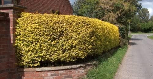 F&G Supplies Golden Privet (Ligustrum ovalifolium 'Aureum') Evergreen Hedging Plants Low Maintenance Hedge Bare Root - 4 Sizes to Choose from! (Single - Packs of 10) (1, 1-2ft (30-60cm))
