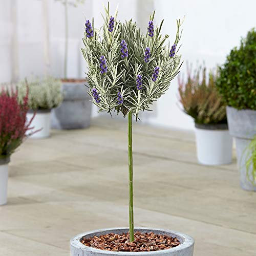 Albero di Lavanda Lavandula Munstead | Alberi ornamentali di lavanda inglese per piccoli giardini | Piante da giardino in vaso | Stelo a lecca-lecca standard