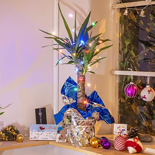 Yucca Palm of Christmas Gift Plant in Gift Wrap with Fairy Lights Choose from Colour - Xmas New Year Decoration