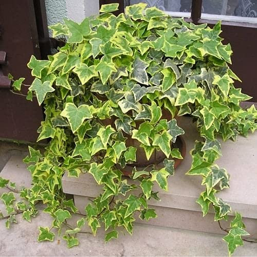 Three Gold & Green Variegated Trailing Ivy Hedera Plants. Evergreen Hardy Indoor or Outdoor Winter Foliage. Real Living Plants.