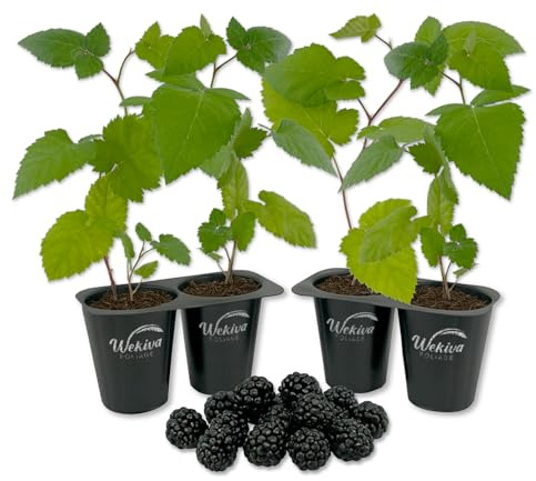 Apache BlackBerry Plant - 4 Live Starter Plants - Rubus - Edible Fruit Bearing Bush for Patio and Garden