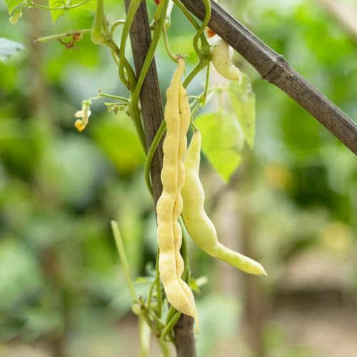semillas de frijol de enrame orgánico - Variedades antiguas jardín interior balcón 12pcs