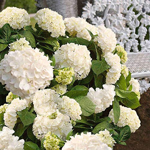 Shopvise géant boule de neige hortensia Seeds 20 Pièces; couleur 7