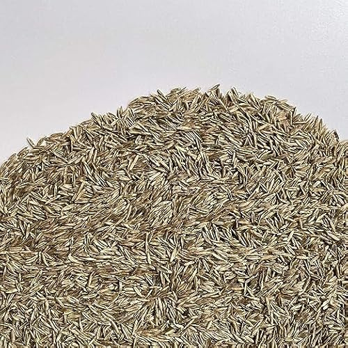 FESTUCA ARUNDINACEA | Alfombra Césped | El campesino (10 Kg)