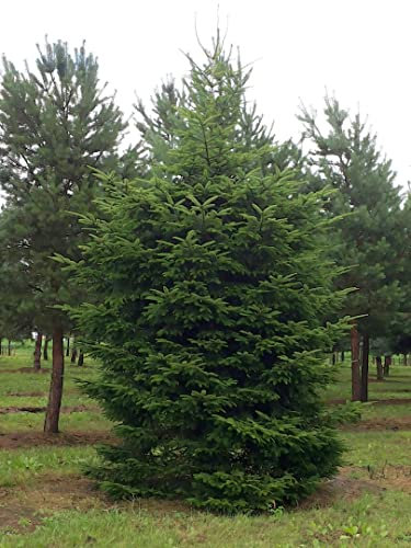 25 Semi di Abete Bianco (Abies Alba)