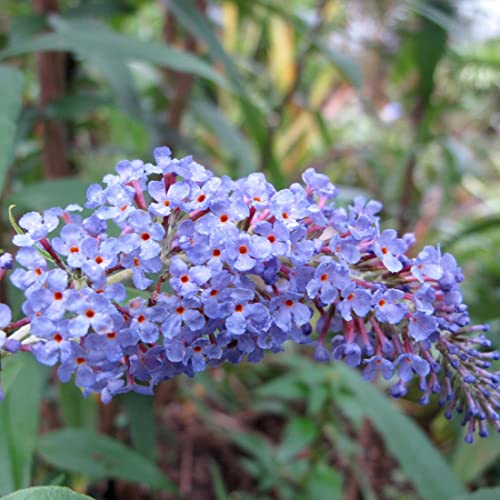 3 x Arbre aux papillons 'Adonis Blue' - Buddleja Davidii Adonis Blue 30-40 cm en conteneur - Grandes panicules bleues, d'un bleu violacé envoûtant
