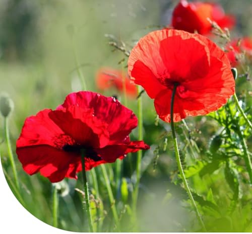 MRS Graines de pavot - coquelicot rouge - 9.000 graines pour 20 m² de fleurs rouges vibrantes et colorées