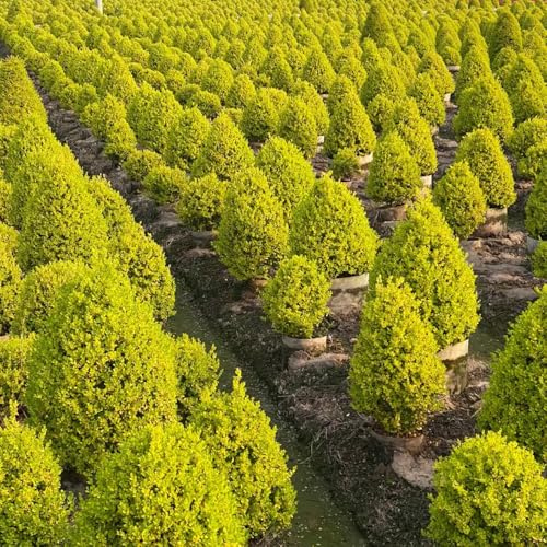 semillas de aligustre de hoja perenne - Variedades antiguas jardín rocas, resistentes exóticas 250pcs