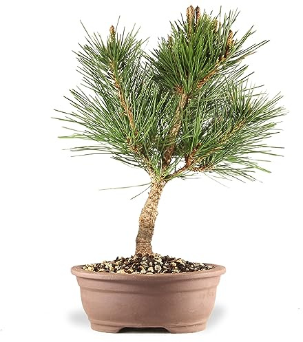 Brussel's Bonsai Japanese Black Pine Nishiki Bonsai Tree - 8 Years Old, 10 to 14 inches - Outdoor Live Bonai Tree in Ceramic Bonsai Pot