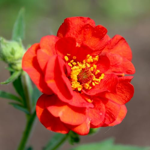 Welldales 30 Mrs Bradshaw Cottage Garden Seeds UK Native Scarlet Geum Perennial Wildflower
