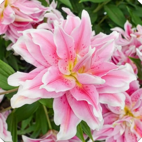 Lily Bulbs-Lily Bulbs for Planting Now UK-Strong Plants That Grow Well-Mix Golden Jade Carving Feels Perfect-6bulbs-C