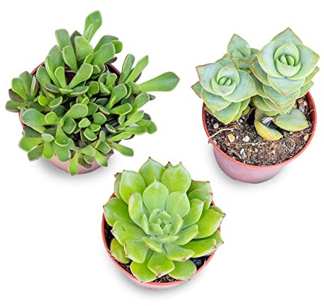 Italy Green Life - Piantine Grasse Vere Mini Succulenti Senza Spine, Vaso Ø 5.5cm. Piante Vere da Interno, Piante Vere da Appartamento, Piante Grasse Vere da Esterno Perfetti (3 Piante)