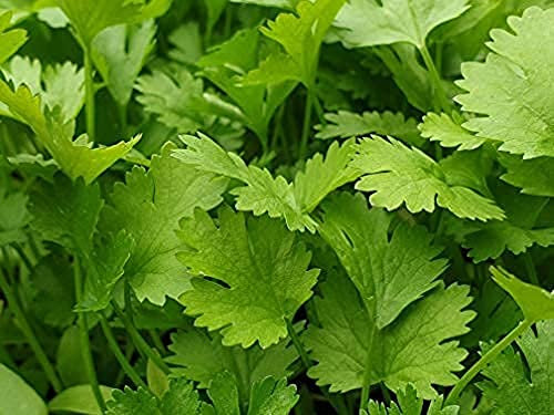 Herb Plants - 'Coriander' - 1 x Full Plant in a 9cm Pot - Garden Plants - Coriander Plants - Plants Outdoor Garden Ready - Garden Ready Plants - Premium Quality Plants