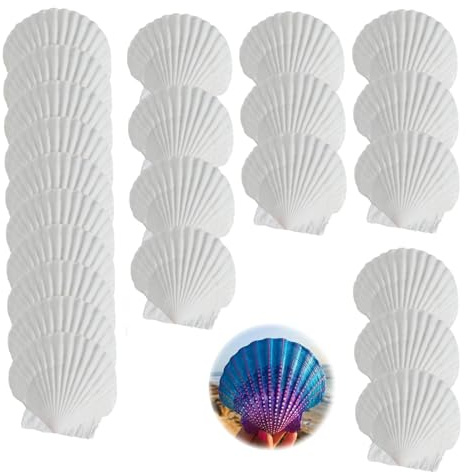 DINGFENG 25 Coquillages Saint-Jacques Naturels Blancs – Coquillage Decoration (5–7 cm), Coquilles pour DIY Peinture, Arts, Mobile Feng Shui, Mariage, Décoration Bord de Mer