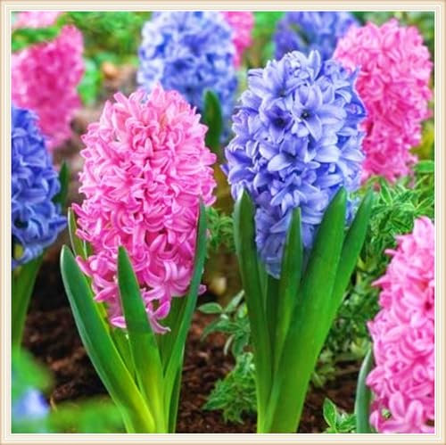 Hyazinthenzwiebel-Winterhart MehrjäHrig,Hyazinthen Pflanzen Winterhart,Hyazinthen Rhizome,Landschaftsbau-6zwiebeln-e