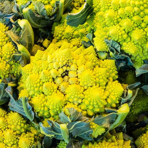 Cauliflower Amo 125 (Amoresco) F1 - Exclusive UK Variety with Vibrant Orange Curds - Romanesco Type for Stunning Garden Display - Versatile Culinary Use - 1x Seed Packet by Thompson & Morgan