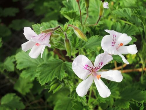 Pelargonium x citriodorum/Géranium au parfum citronnée/Godet