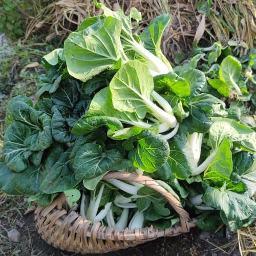 col china balcón invernadero pak choi de interior perennes resistentes de jardín balcón resistentes semillas variedades tradicionales 200pcs