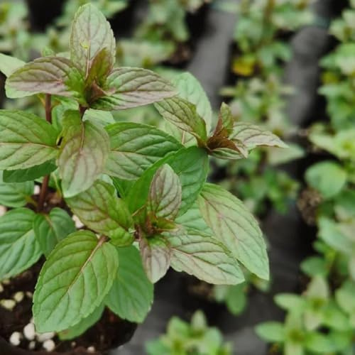 semi di menta, decorazione da giardino per esterni biologiche perenni resistenti selvatiche 600pcs