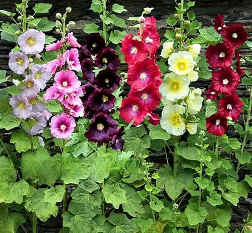 Hollyhock Single Mix - 150 Seeds + Plant tag + Freebie - Tall Flower - Alcea ficifolia