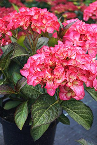 Hortensie rosa Blüte Bauernhortensie SAXON Gräfin Cosel Hydrangea saxon Gräfin Cosel Containerware 40-60 cm hoch