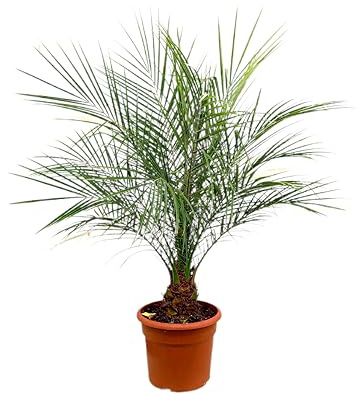 Garden Center Shop | Phoenix Roebelenii | Palmera Enana Natural | Palmera Ornamental Tropical para Exterior e Interior Luminoso | Planta Decorativa para Jardín, Terraza o Patio (Roebelenii M26)