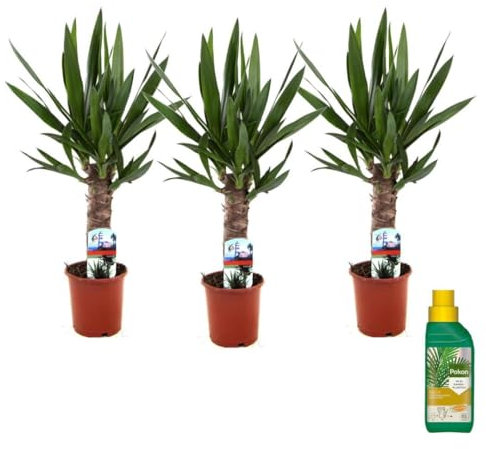 Plant in a Box - Yucca Elephantipes - 3er Set - Zimmerpflanze - Pokon - 14cm Topf - Höhe 50-60cm