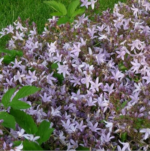 6 x Campanule des murets 'Lisduggan' - Campanula Poscharskyana - Godet 9x9cm - Fleurs violettes, tapissante