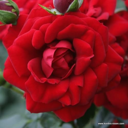 2 x Rosier - Rosa 'Amadeus' pot 25-30 cm - Le rosier grimpant robuste avec des fleurs rouge sang et un feuillage sain