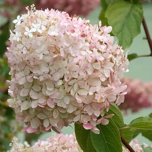 Vivai le Georgiche - Pianta vera di Hydrangea paniculata Phantom Ortensia paniculata 'Phantom' - vaso Ø 17 cm