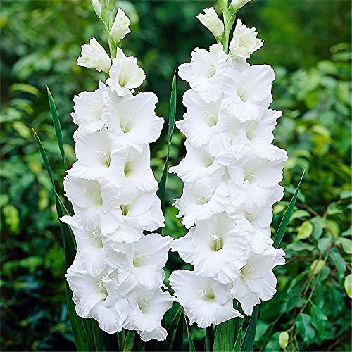 8 Piezas Blanco Puro Precioso Perenne Bulbos De Gladiolos Estilo único Plantado Al Aire Libre El Largo Tiempo De Floración Deja A La Gente Una Profunda Impresión