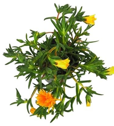 Mesen Rastrera Natural Planta Suculenta y Ornamental para Exterior