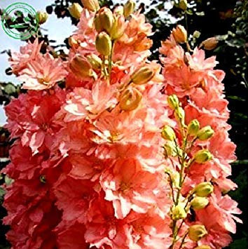 Semilla de maceta Seme di Fiore Blu Delphinium Viola Delphinium Delphinium Semi di Fiori Semi/Duraturi perenni 100 Pezzi E48 Rosa