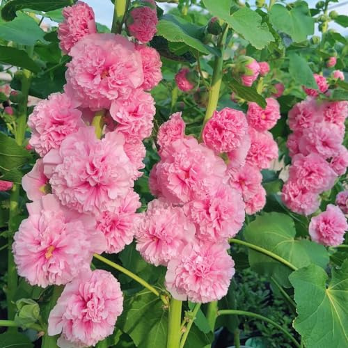 malvas, malva real - macizo de silvestres exóticas semillas de malva real semillas silvestres sombra balcón balcón originales 650semillas