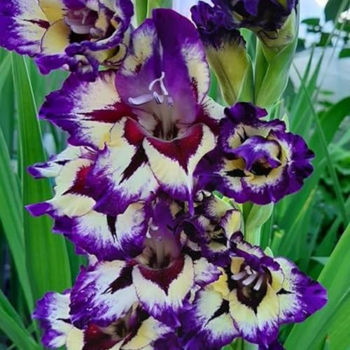 Riesen Gladiolen zweifarbig 'Circus Color' 5 Zwiebeln, Knollen
